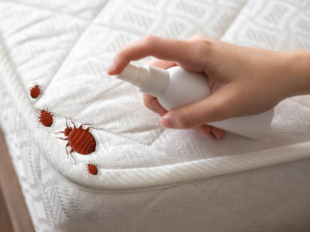 Best Bed Bug Extermination  in Wingdale, NY